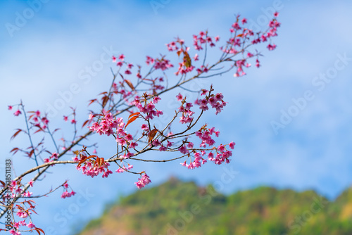 Close-up of Sakura (Cheery Blossom) flowers that blooming on their tree in a clearly blue sky spring day, with blurred background. Flowers and Leaves against nature blurred background