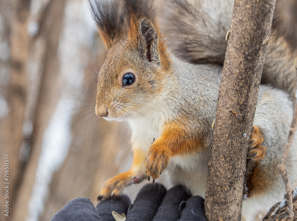 Squirrel eats nuts from a man's hand. Caring for animals in winter or autumn. Squirrel eats nuts from a man's hand. Caring for animals in winter or autumn.