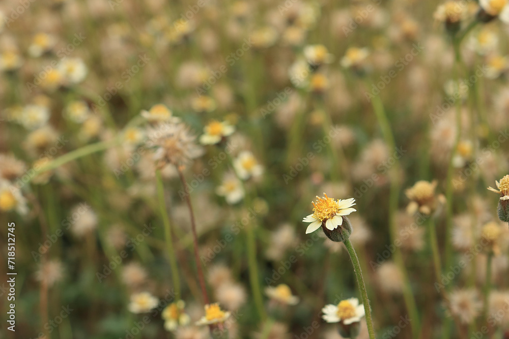 Mexican daisy 3 Mexican daisy 3