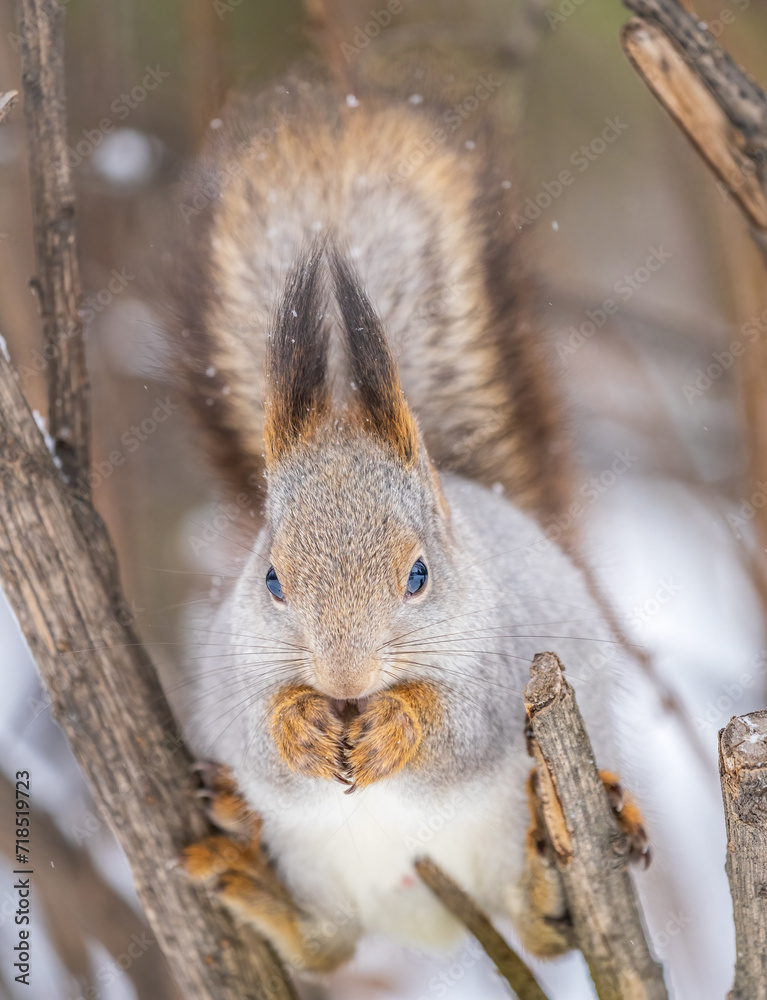 Fototapeta premium The squirrel with nut sits on tree in the winter or late autumn