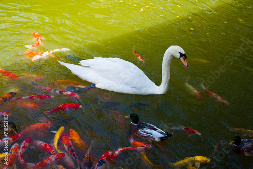 The goose is among the koi fish.