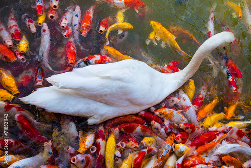 The goose is among the koi fish.