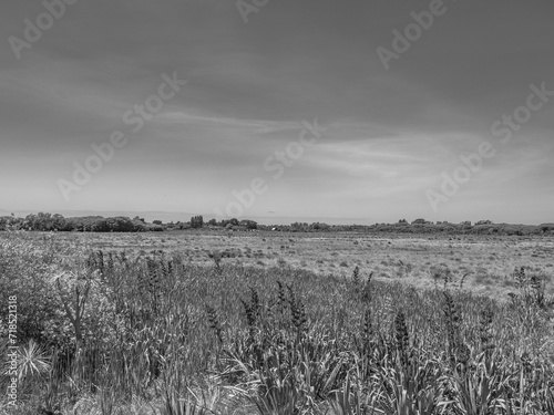 Travis Wetlands 16th January 2024 photo