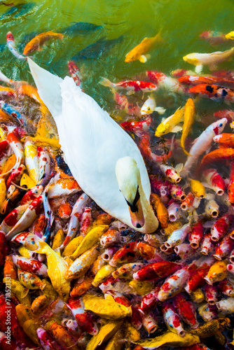 The goose is among the koi fish.