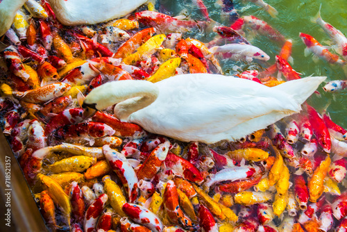 The goose is among the koi fish.