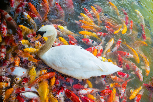 The goose is among the koi fish.