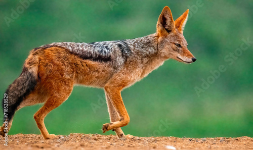 Lithe and agile, the black-backed jackal (Canis mesomelas), seen at Scavengers' hide Zimanga Private Game Reserve, are solitary predators.