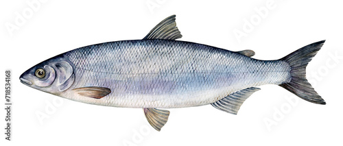 Watercolor common whitefish or European whitefish (Coregonus lavaretus). Hand drawn fish illustration isolated on white background. photo