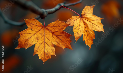 Maple Leaf Mosaic, Autumn's Rustic Nature Background