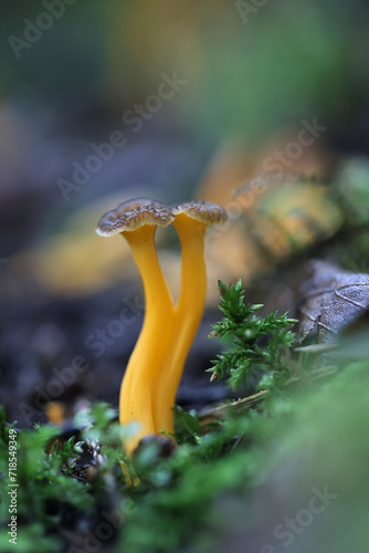 Yellow Foot, Craterellus lutescens, also known as Cantharellus lutescens, commonly known as Golden Chanterelle, wild mushroom from Finland photo