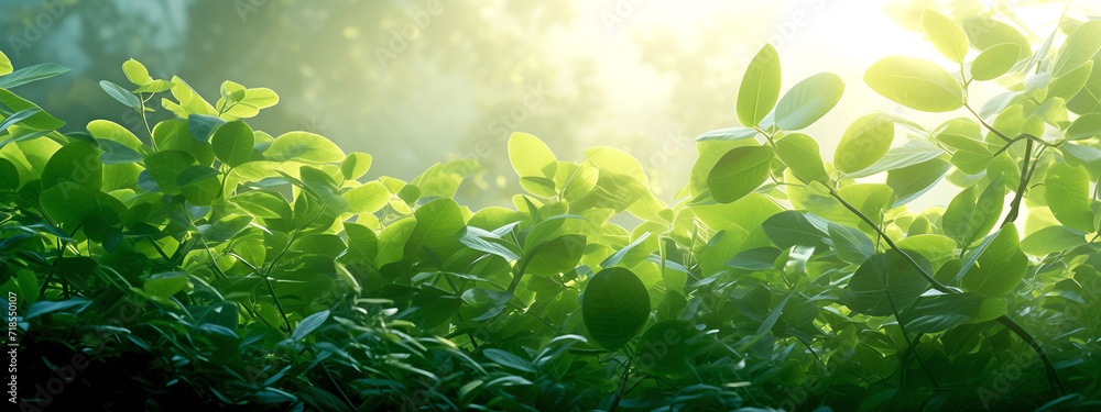 Leaves in the Sun Leaves in the Sun