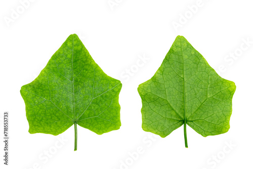 Coccinia grandis leaf isolated photo
