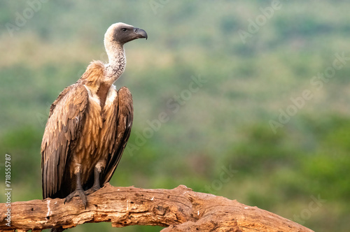 Portrait of a white-backed vulture (Gyps africanus), Scavengers' hide, Zimanga Private Game Reserve, KwaZulu Natal. photo