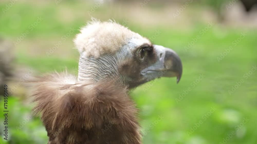 African white-backed vulture on green background African white-backed vulture on green background