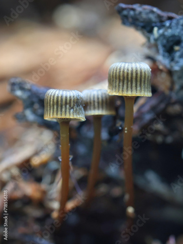 фотографія Cryptic Bonnet, Mycena picta, wild mushroom from Finland