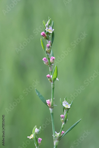 Common Knotgrass, Polygonum aviculare, also known as prostrate knotweed, birdweed, pigweed or lowgrass, wild plant from Finland photo
