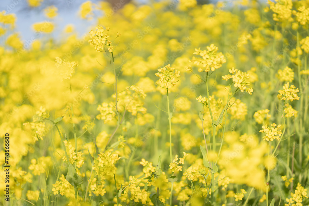 花畑/黄色い花が咲いている