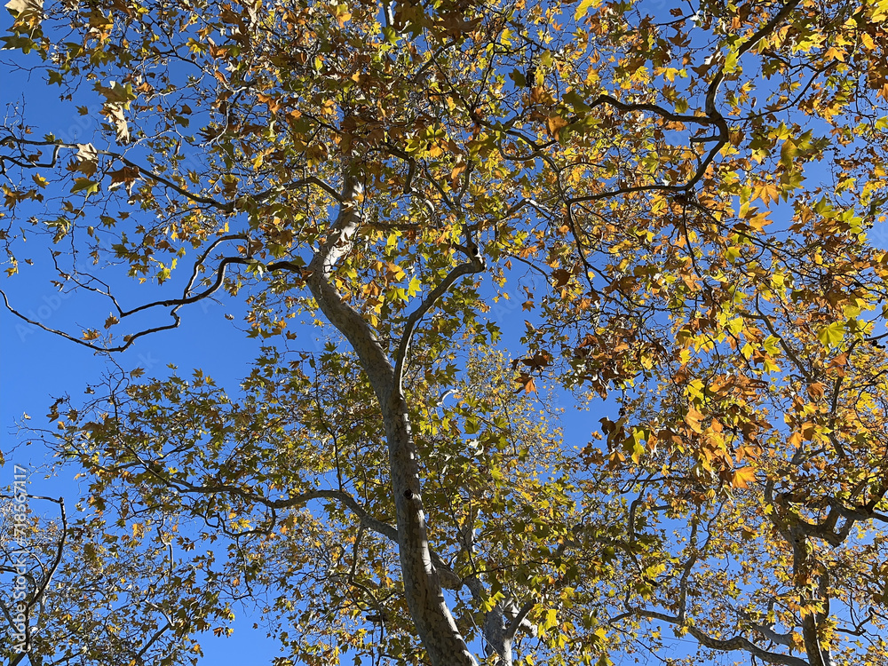 Obraz premium Southern California Winter Trees under Blue Sky