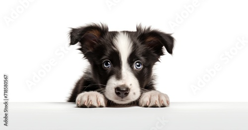 border collie dog © Renaldi
