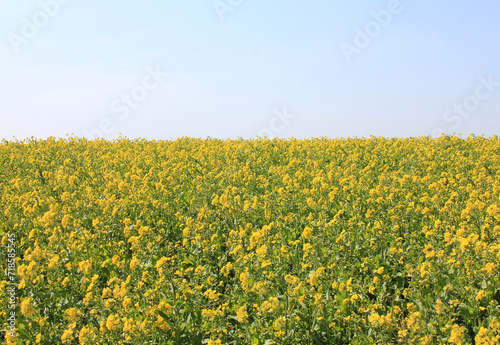 field of yellow flowers © Kim