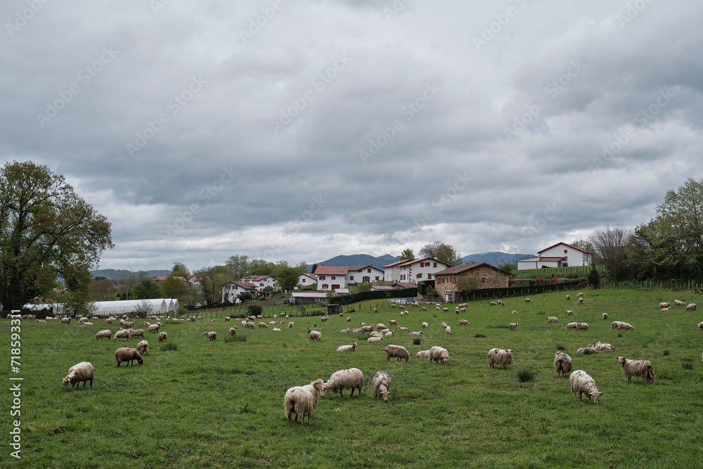 Paisaje con ovejas pastando en el norte de Navarra