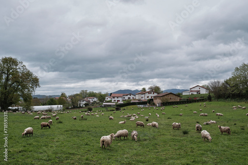 Fototapeta Naklejka Na Ścianę i Meble -  Paisaje con ovejas pastando en el norte de Navarra