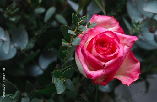 Close up of pink rose flower with green eucalyptus leaves  floral background 