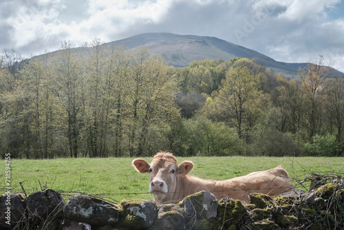 Una vaca en un paisaje del norte de Navarra