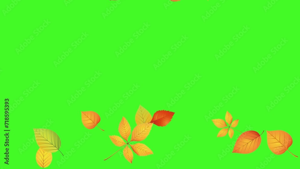 Falling autumn leaves animation on green chromakey background. Motion ...