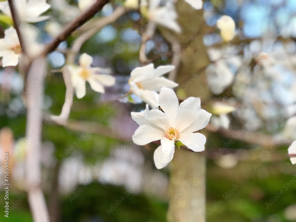 Obraz premium tree blossom