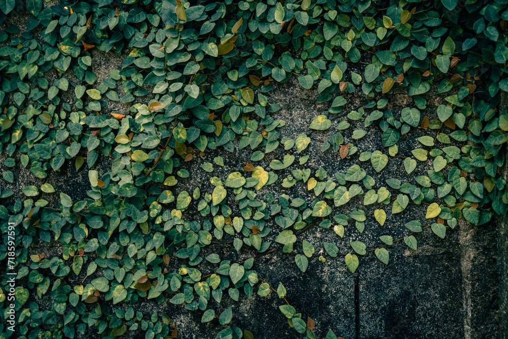texture of green leaves texture of green leaves