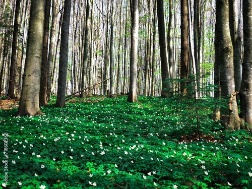 White flowers blooming in a green forest in spring