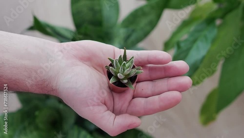 A small brown pot with haworthia in the palm of a man's hand, top view, growing succulents at home. Blurred green plants in the background.