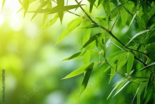 Beautiful green nature background with bamboo branches in a bamboo forest