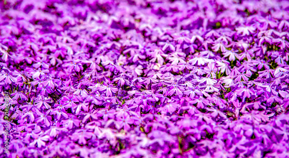 Natural background of small purple flowers
