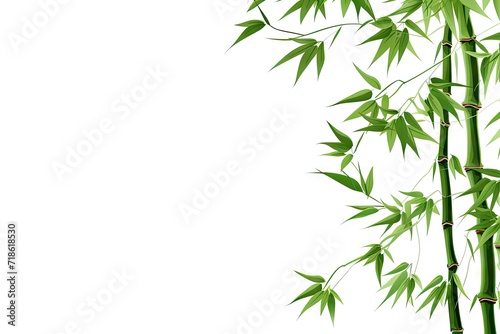 Bamboo branches isolated on white © LimeSky