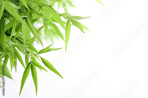 Isolated green bamboo with white background