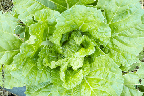 Natural fresh lettuce, Green vegetable from nature.