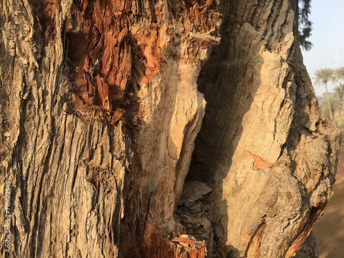 bark of a tree © NadeemShahzad