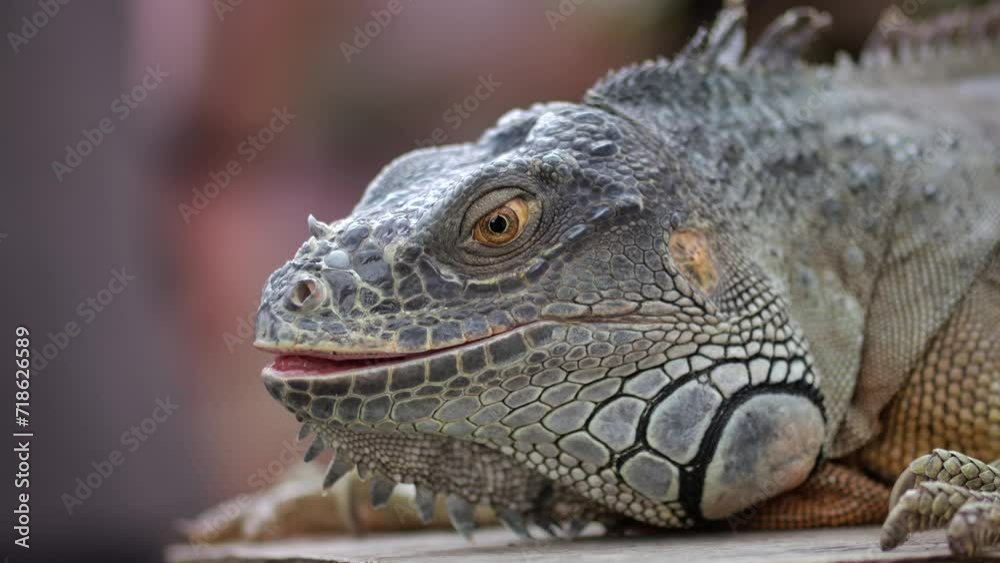 Closeup large orange iguana. Bali, Indonesia. Closeup large orange iguana. Bali, Indonesia.