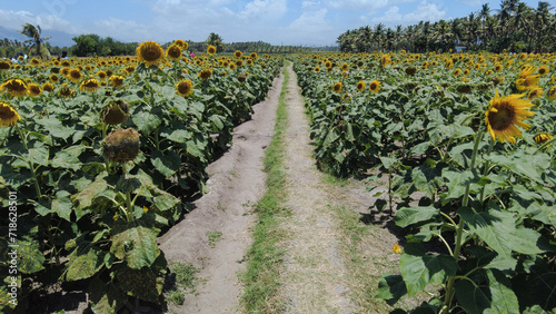 Beautiful sunflower field in Tamil Nadu, India 