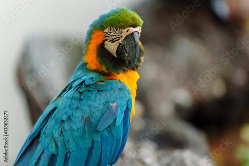 blue-and-yellow macaw (Ara ararauna), also known as the blue-and-gold macaw on wood tree branch