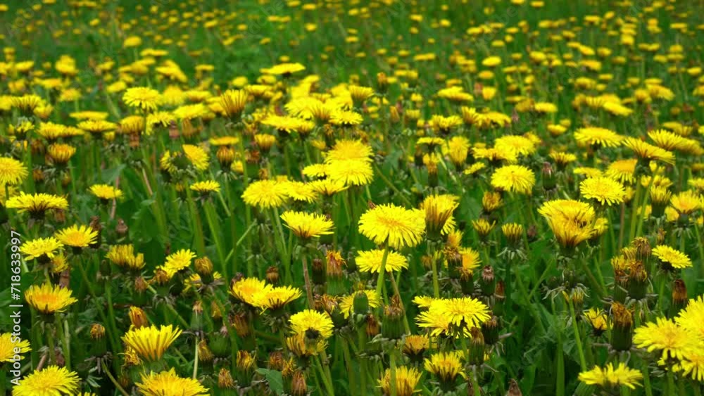 Field of dandelions. Bright dandelion flowers on background of green spring meadows. Spring garden Field of dandelions. Bright dandelion flowers on background of green spring meadows. Spring garden