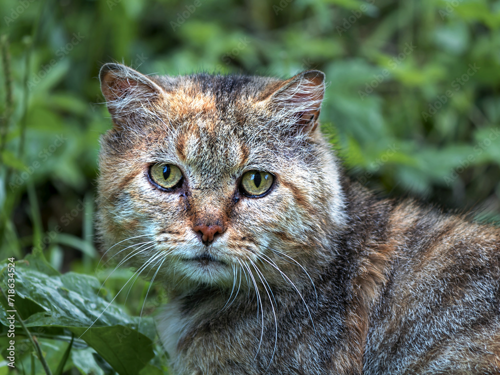 portrait of a cat