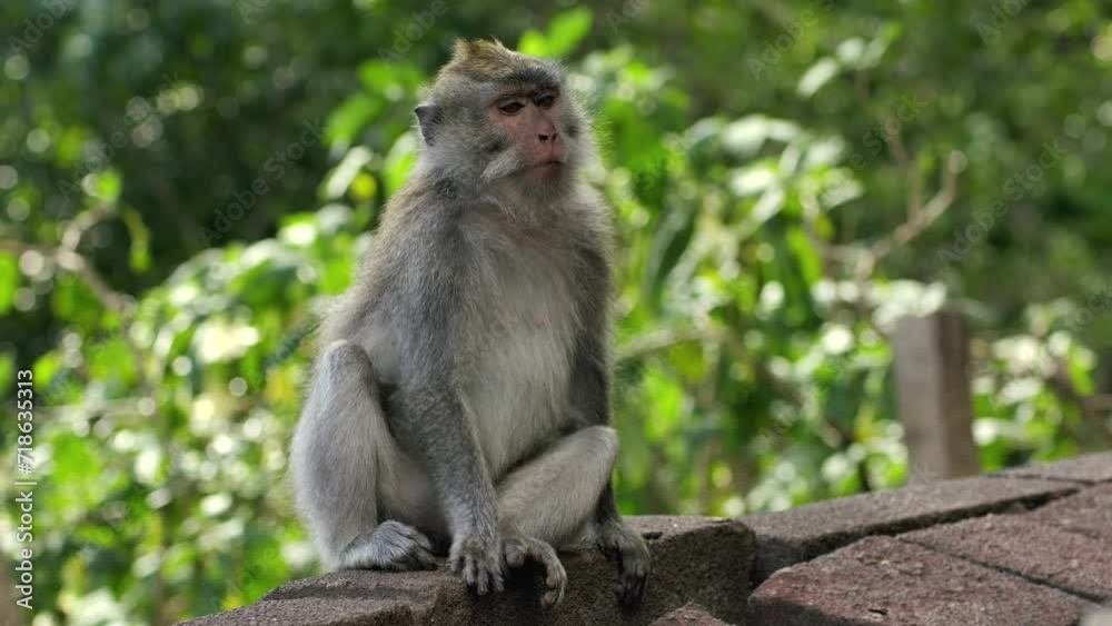 A wild macaque monkey in north of Bali, Indonesia. A wild macaque monkey in north of Bali, Indonesia.
