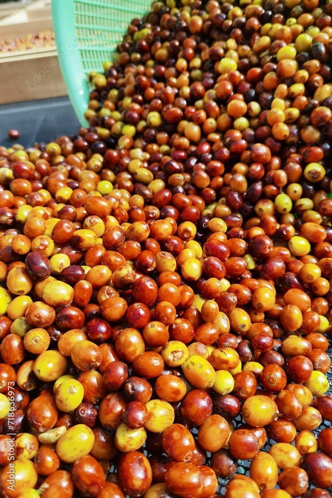 close up of fresh coffee beans for background close up of fresh coffee beans for background