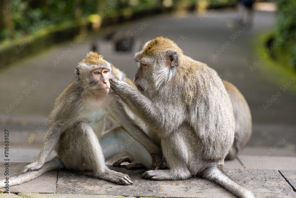 The crab-eating macaque (Macaca fascicularis) grooming in Monkey forest Ubud, Bali
