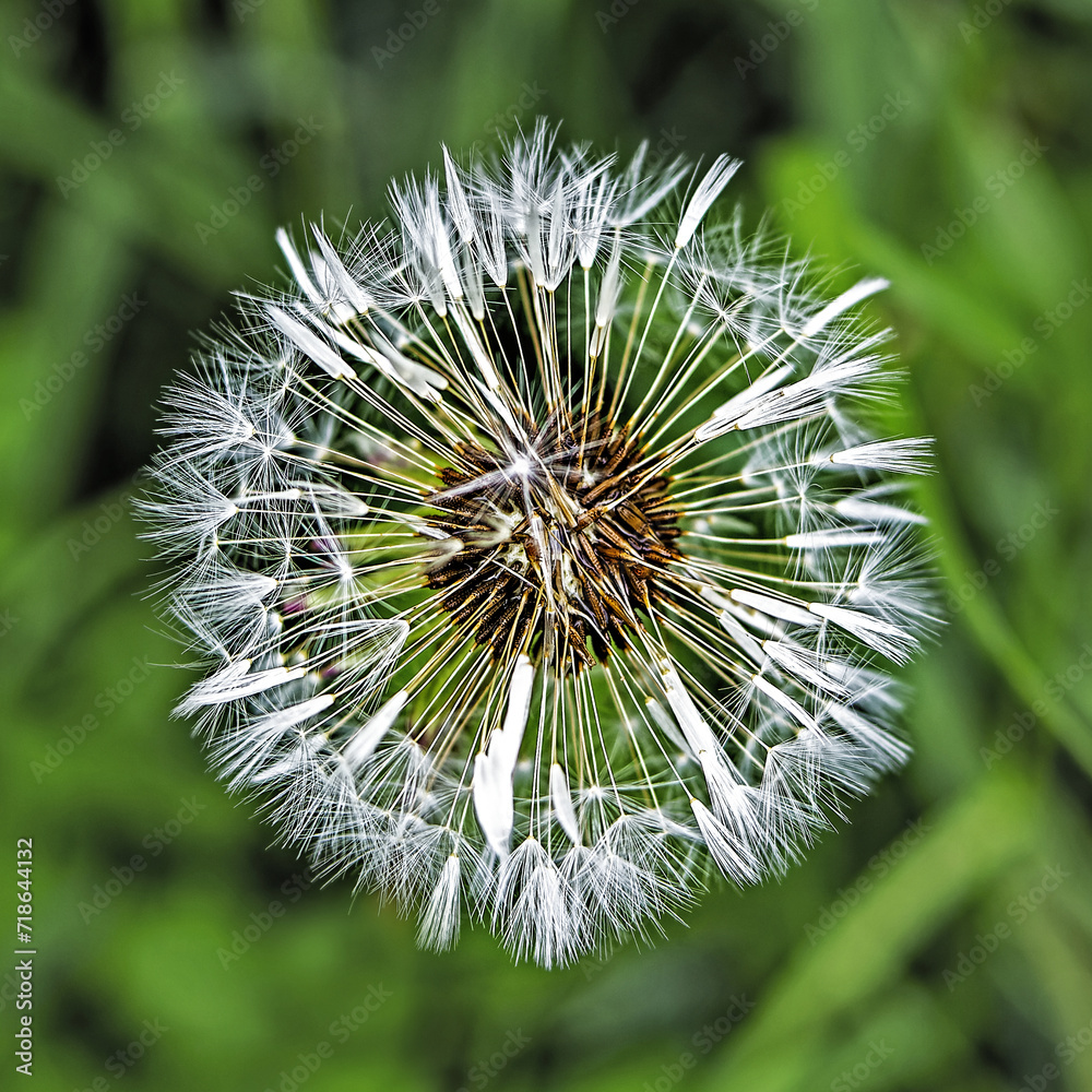 close up of dandelion