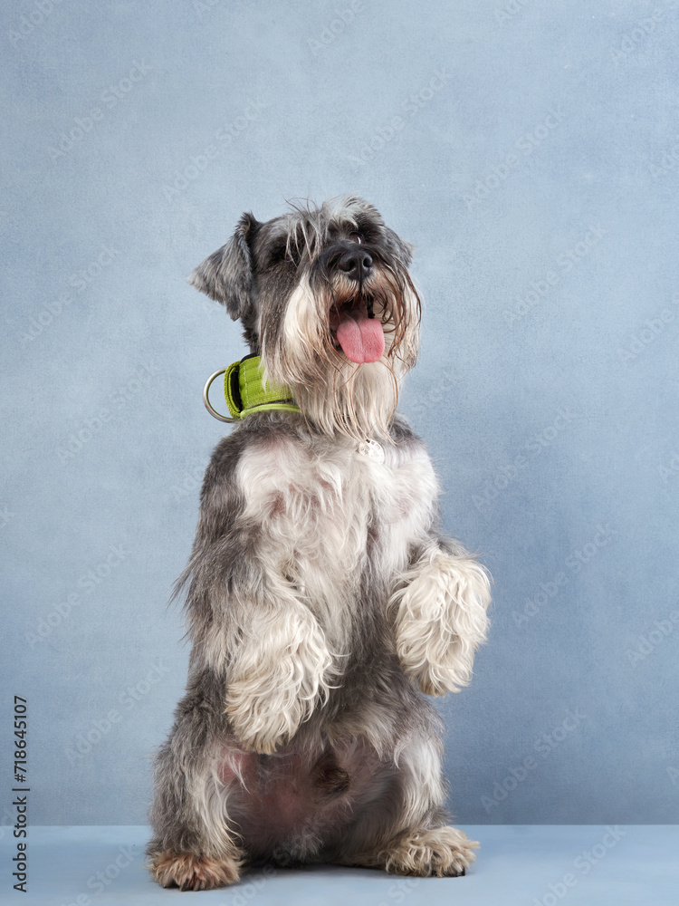 A Miniature Schnauzer dog sits on its haunches, looking upward with a joyful expression