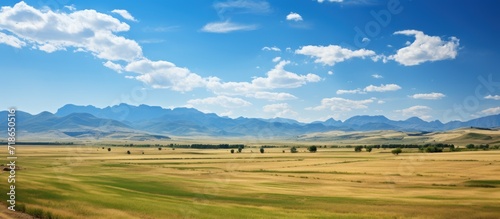 Panoramic view of wheat field and blue sky with white clouds